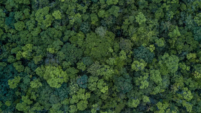 Aerial top view forest